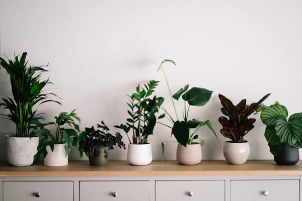 A row of leafy houseplants in ceramic pots on a white cabinet.